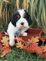 Black tri teal collar , a female English Springer Spaniel for sale in Baldwin, WI – 2 of 3