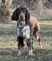 Elfie liver tri roan, a male English Springer Spaniel for sale in Baldwin, WI – Photo 1 of 3