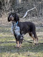 Elfie liver tri roan, a male English Springer Spaniel for sale in Baldwin, WI – Photo 3 of 3
