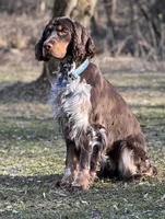 Elfie liver tri roan, a male English Springer Spaniel for sale in Baldwin, WI – Photo 2 of 3