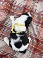 Liver tri yellow collar , a female English Springer Spaniel for sale in Baldwin, WI – 3 of 3