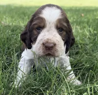 Ready Aug 18 gray , a female English Springer Spaniel for sale in Baldwin, WI – 3 of 4
