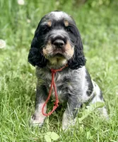 Black tri roan- red , a male English Springer Spaniel for sale in Baldwin, WI – 2 of 3