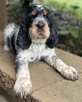 Black tri roan- white , a male English Springer Spaniel for sale in Baldwin, WI – 4 of 6