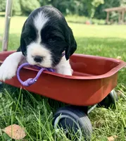 Ready Aug 18 purple , a female English Springer Spaniel for sale in Baldwin, WI – 2 of 3