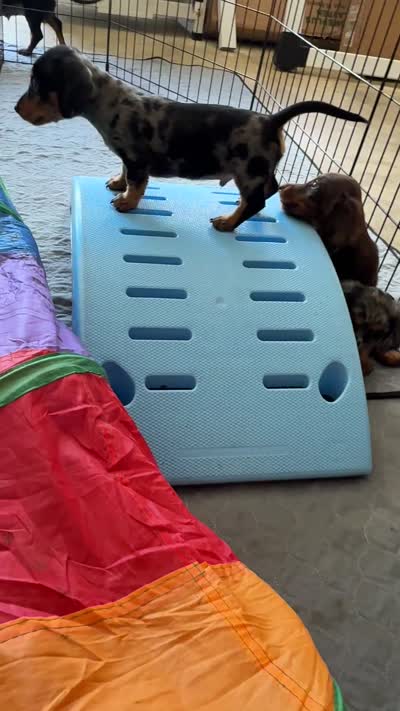 Facility video