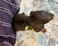 Cora, a female Miniature Dachshund for sale in Shawnee, OK – 4 of 5