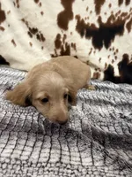 Flint, a male Miniature Dachshund for sale in Shawnee, OK – 5 of 5
