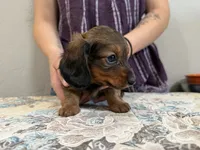 Kodiak, a male Miniature Dachshund for sale in Shawnee, OK – 3 of 6