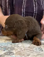 Gage, a male Miniature Dachshund for sale in Shawnee, OK – 4 of 4