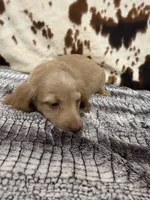 Flint, a male Miniature Dachshund for sale in Shawnee, OK – 2 of 5