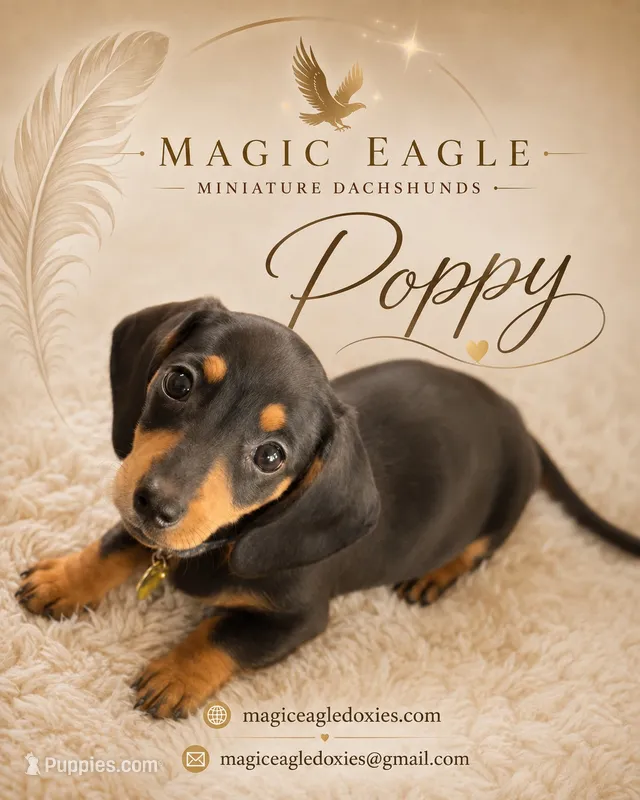 Poppy – Miniature Dachshund puppy for sale in Shawnee, OK
