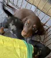 Bob, a male Miniature Dachshund for sale in Shawnee, OK – 5 of 5