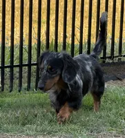 Baker, a male Miniature Dachshund for sale in Shawnee, OK – 3 of 4