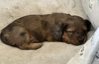 Polar, a female Miniature Dachshund for sale in Shawnee, OK – 3 of 8