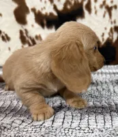 Aspen, a female Miniature Dachshund for sale in Shawnee, OK – 5 of 6