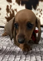 Ember, a female Miniature Dachshund for sale in Shawnee, OK – 2 of 6