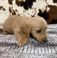 Aspen, a female Miniature Dachshund for sale in Shawnee, OK – 6 of 6