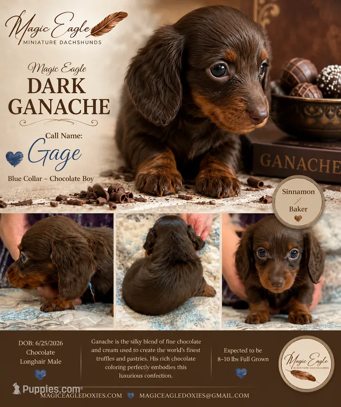 Gage – Miniature Dachshund puppy for sale in Shawnee, OK
