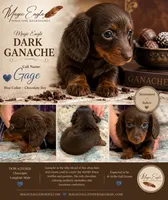 Gage, a male Miniature Dachshund for sale in Shawnee, OK – 1 of 4