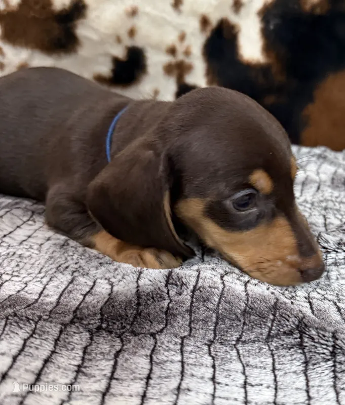Huck – Miniature Dachshund puppy for sale in Shawnee, OK