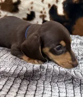 Huck, a male Miniature Dachshund for sale in Shawnee, OK – 1 of 6