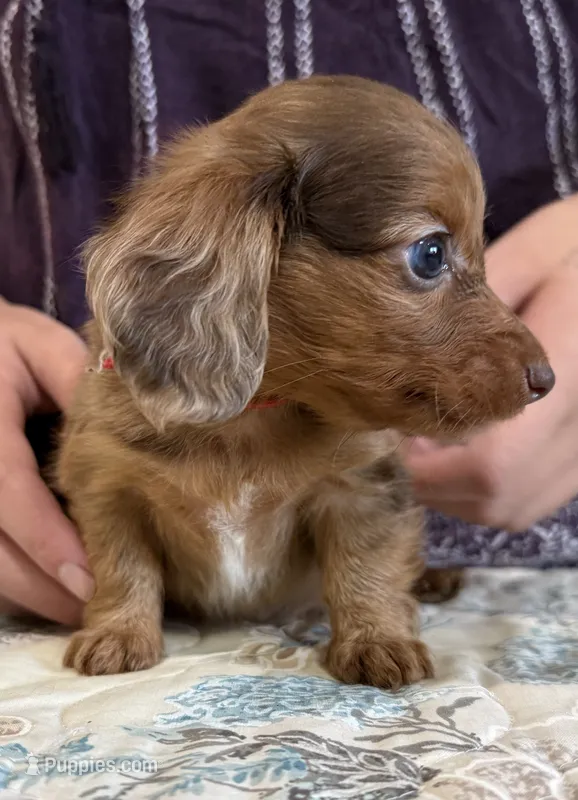 Hazel – Miniature Dachshund puppy for sale in Shawnee, OK