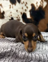 Huck, a male Miniature Dachshund for sale in Shawnee, OK – 6 of 6