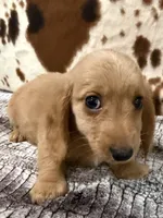 Aspen, a female Miniature Dachshund for sale in Shawnee, OK – 4 of 6