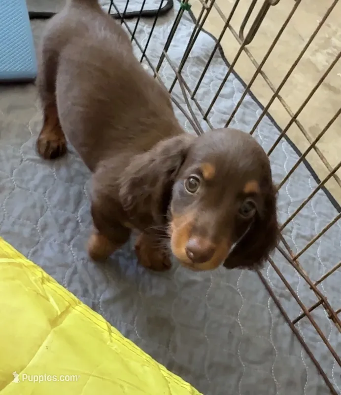 Bob – Miniature Dachshund puppy for sale in Shawnee, OK