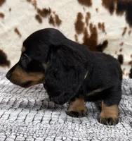 Ranger, a male Miniature Dachshund for sale in Shawnee, OK – 4 of 7