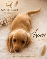 Aspen, a female Miniature Dachshund for sale in Shawnee, OK – 2 of 2