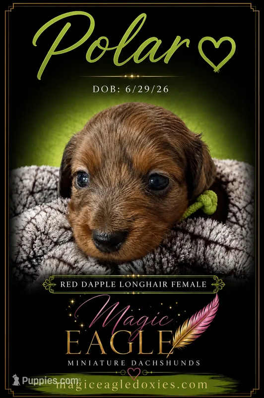 Polar – Miniature Dachshund puppy for sale in Shawnee, OK