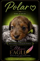 Polar, a female Miniature Dachshund for sale in Shawnee, OK – 2 of 8