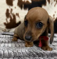 Ember, a female Miniature Dachshund for sale in Shawnee, OK – 6 of 6