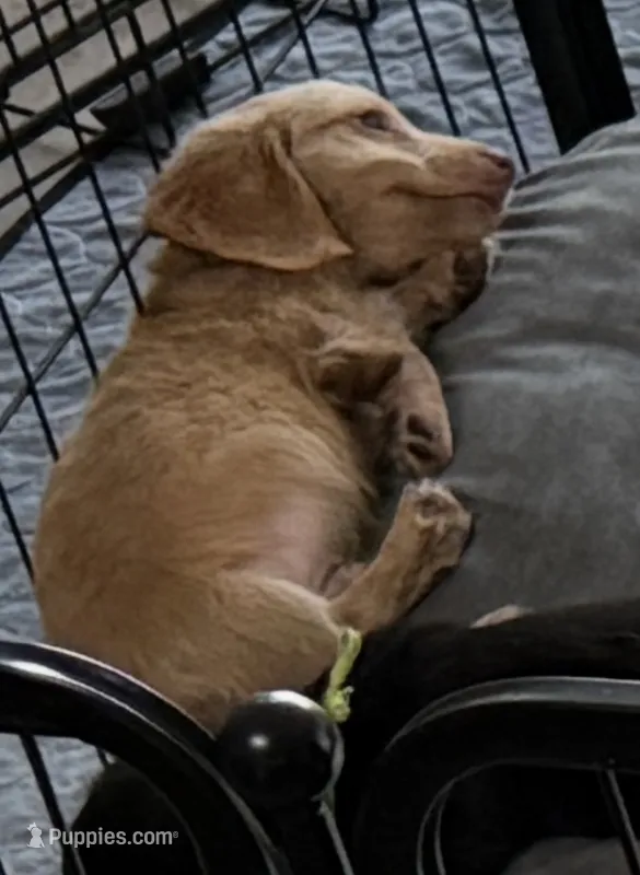Flint – Miniature Dachshund puppy for sale in Shawnee, OK