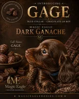 Gage, a male Miniature Dachshund for sale in Shawnee, OK – 3 of 4