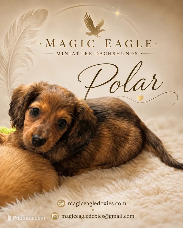 Polar – Miniature Dachshund puppy for sale in Shawnee, OK