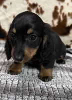 Ranger, a male Miniature Dachshund for sale in Shawnee, OK – 3 of 7