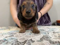 Kodiak, a male Miniature Dachshund for sale in Shawnee, OK – 5 of 6