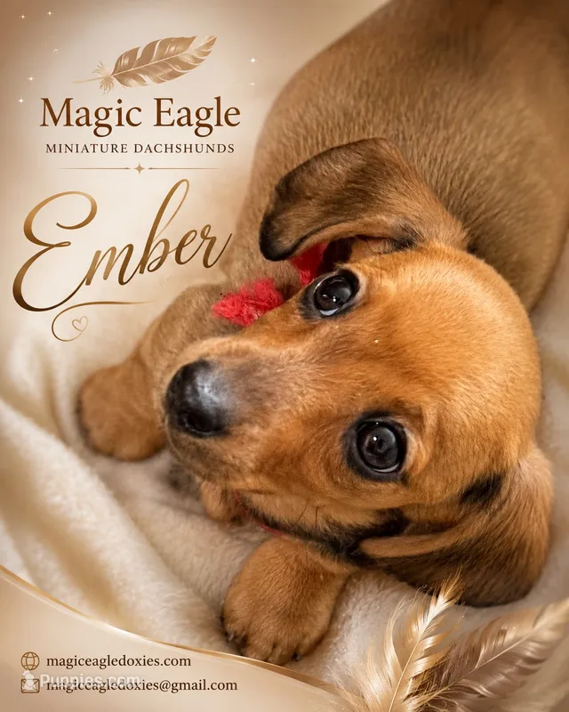 Ember – Miniature Dachshund puppy for sale in Shawnee, OK
