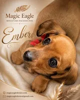 Ember, a female Miniature Dachshund for sale in Shawnee, OK – 1 of 7