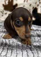 Huck, a male Miniature Dachshund for sale in Shawnee, OK – 4 of 6