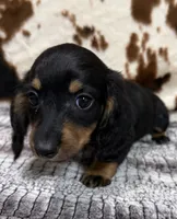 Ranger, a male Miniature Dachshund for sale in Shawnee, OK – 6 of 7