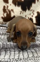 Ember, a female Miniature Dachshund for sale in Shawnee, OK – 4 of 6