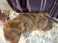 Grizzly, a male Miniature Dachshund for sale in Shawnee, OK – 4 of 7