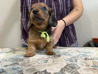 Polar, a female Miniature Dachshund for sale in Shawnee, OK – 5 of 8