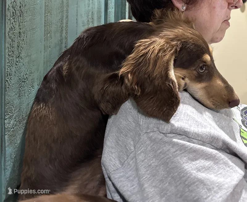 Ledger  – Miniature Dachshund puppy for sale in Shawnee, OK