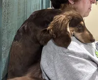 Ledger , a male Miniature Dachshund for sale in Shawnee, OK – 1 of 5