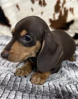 Huck, a male Miniature Dachshund for sale in Shawnee, OK – 5 of 6
